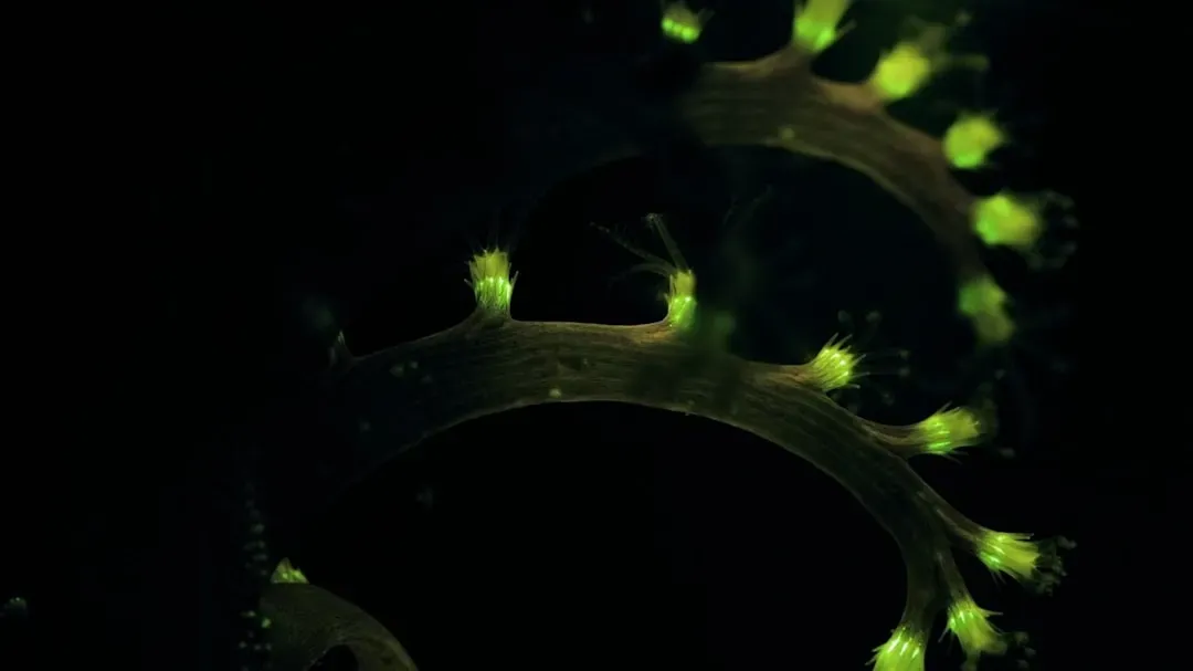 Cellular illustration showing peptide molecules binding to GLP-1 receptors on cell membrane with glowing signaling cascades f