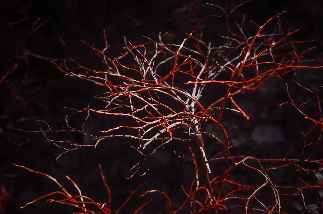 New blood vessel formation at injury site showing angiogenesis process supporting tissue healing with BPC-157 and TB-500 pept